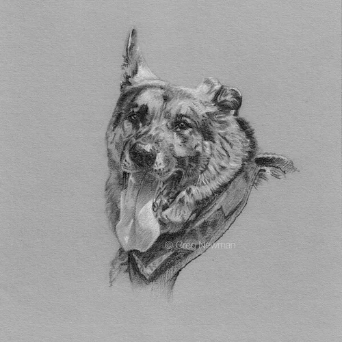 German shepherd pencil portrait