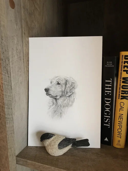 Golden retriever pencil portrait